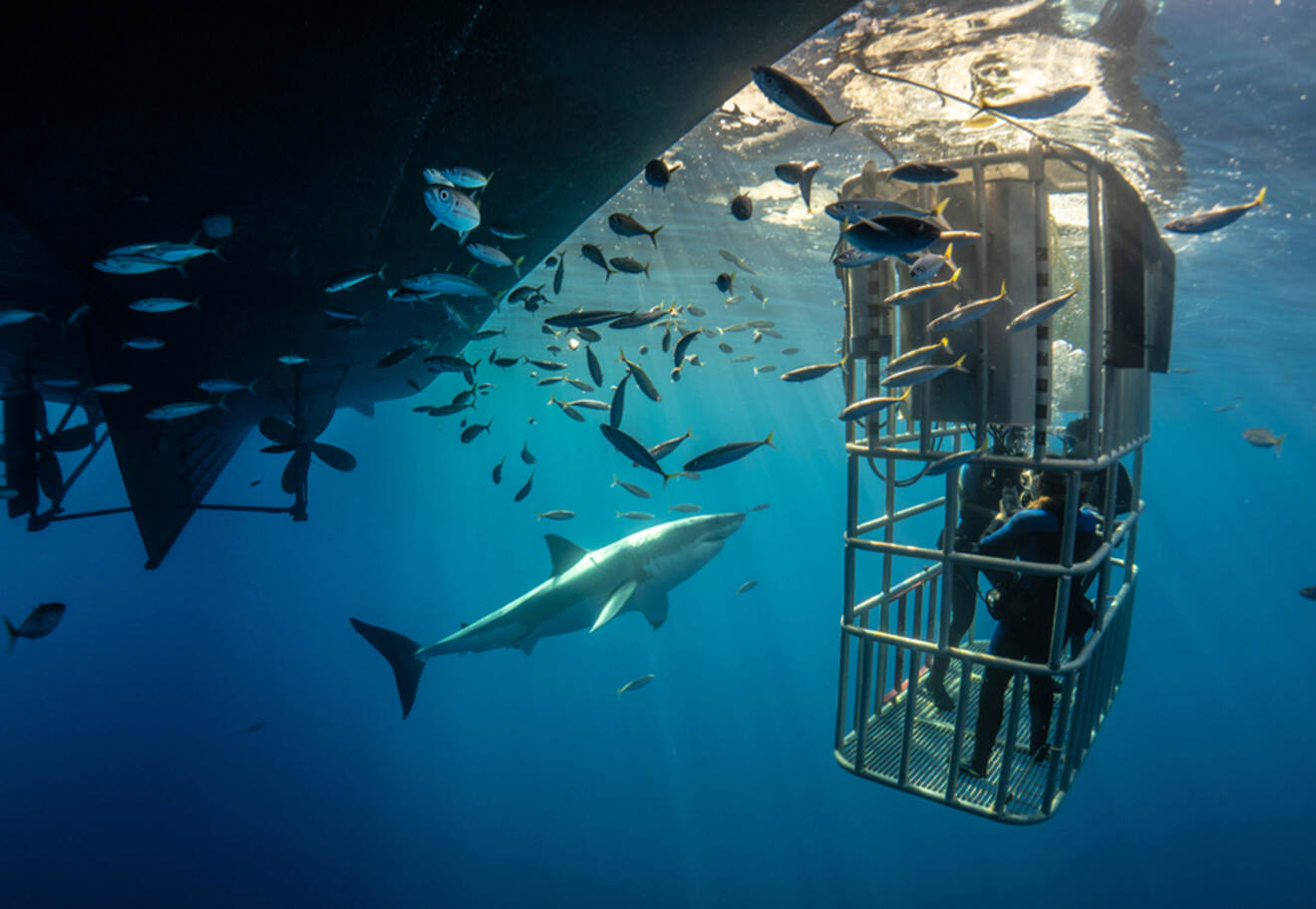 People in a cage underwater looking at sharks