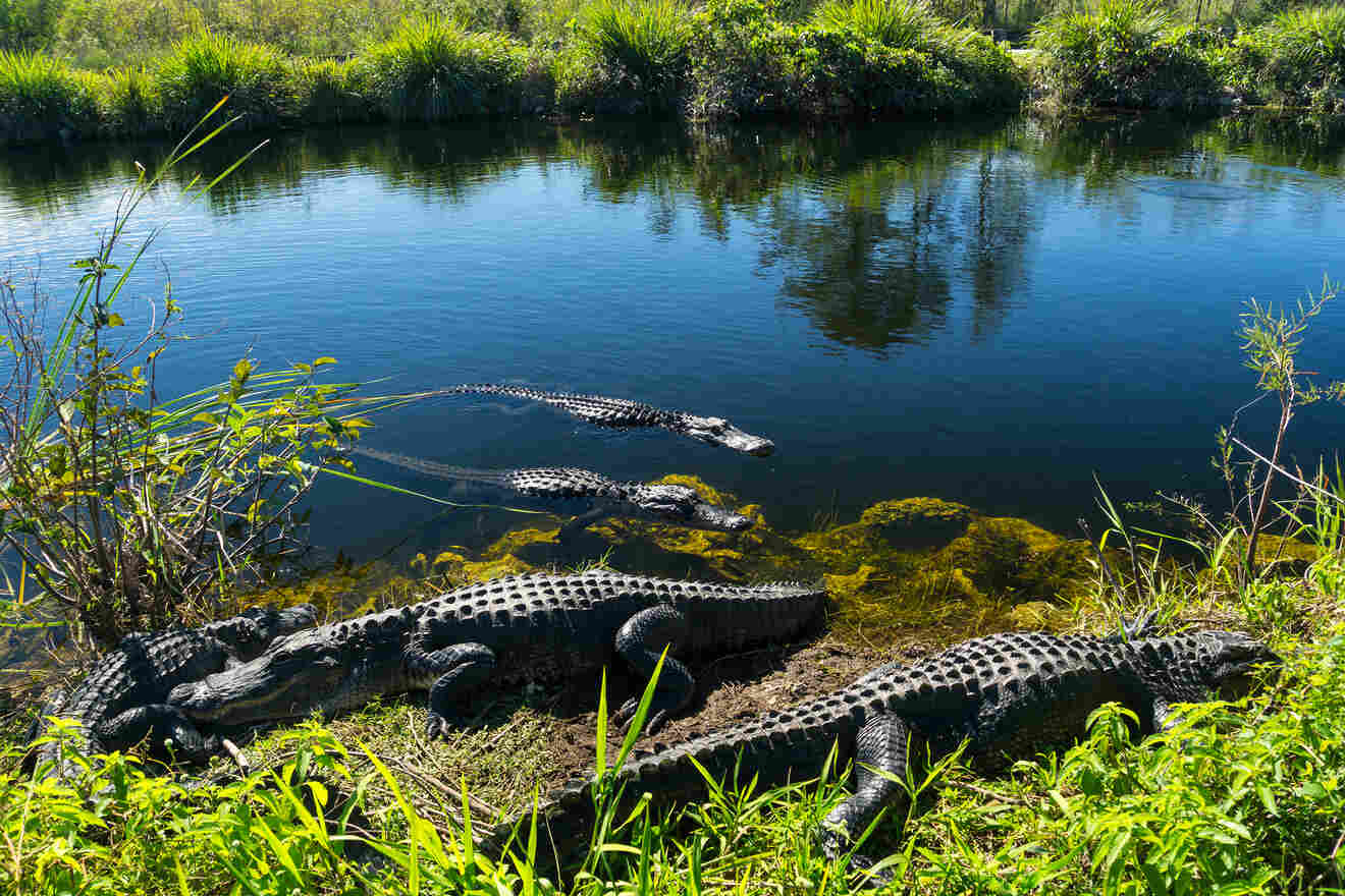 Alligatiors in water