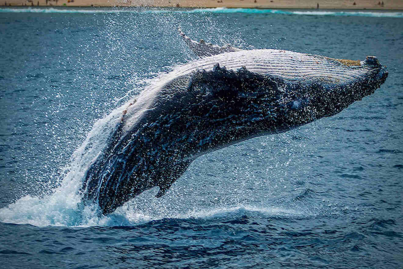 a humpback whale jumping out of the water