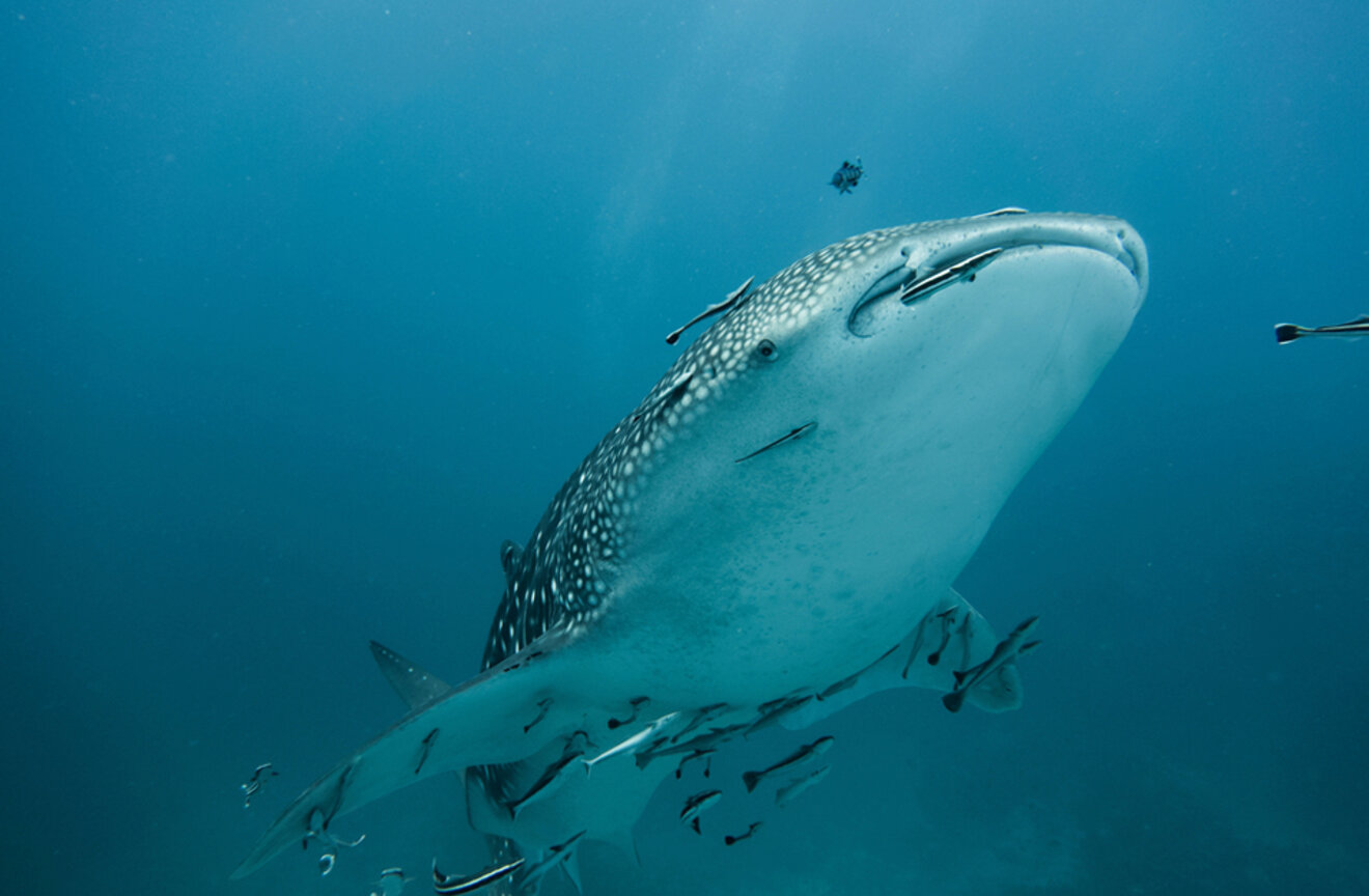 Whale shark surrounded by fish