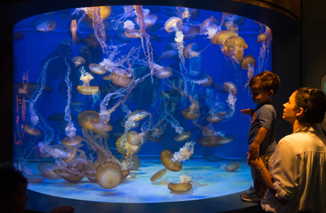 People looking at jellyfish at Aquarium of the Pacific