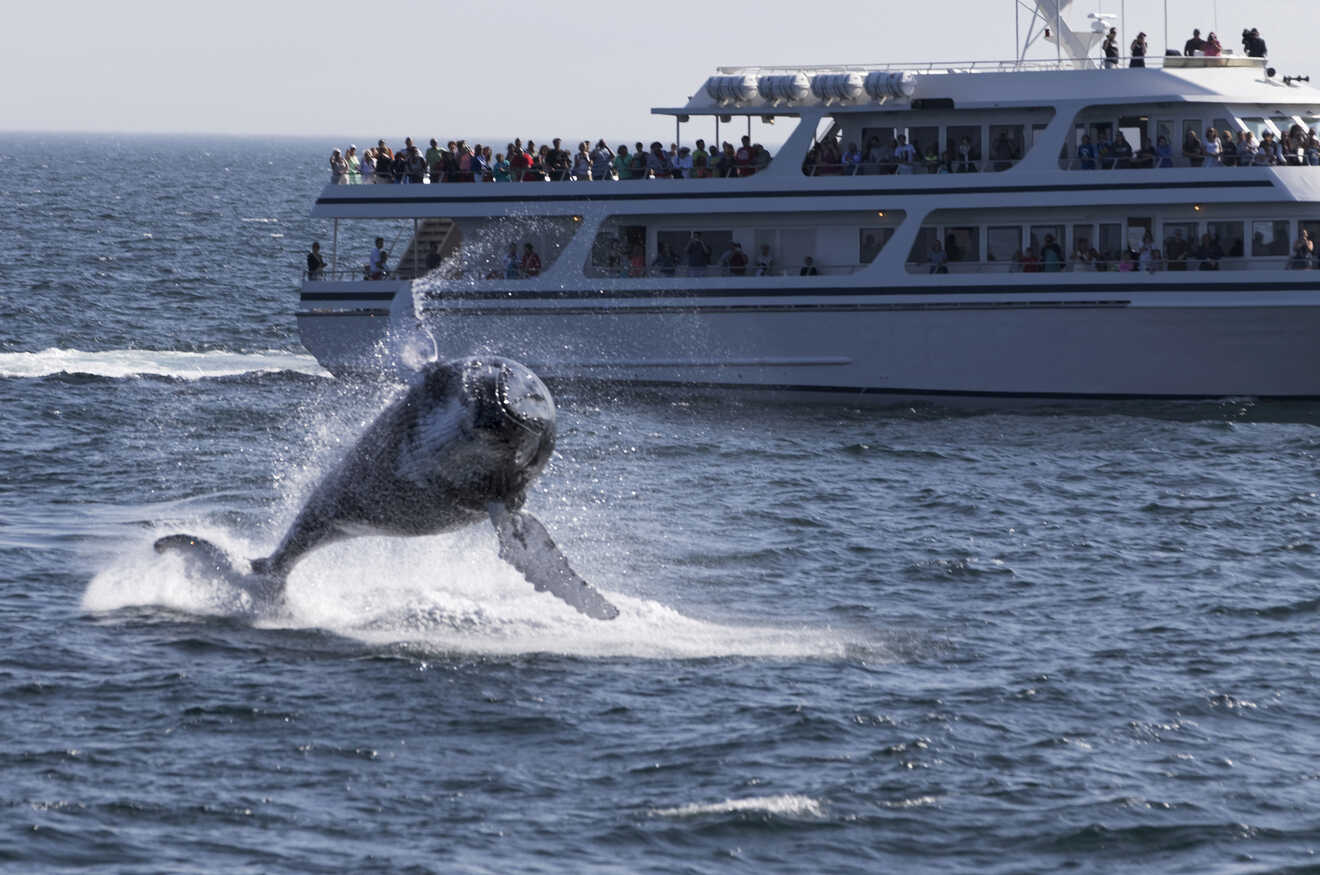 People on a ship looking at a whale jumping above water