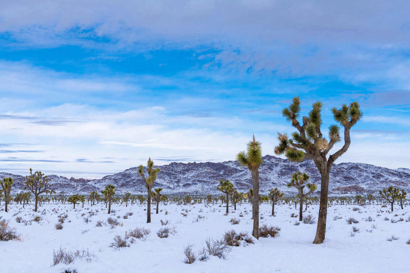 Joshua Tree National Park during winter