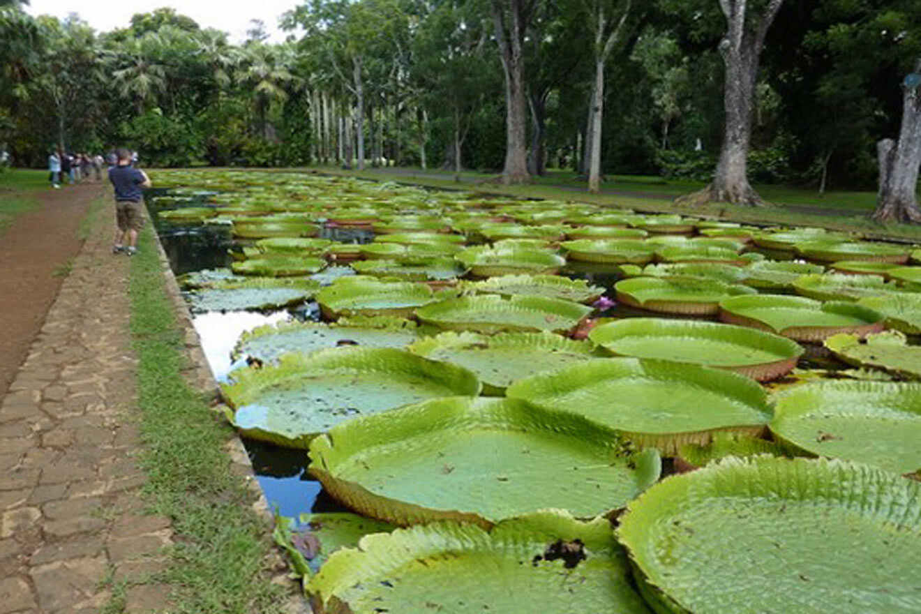 Pamplemousses Botanical Garden