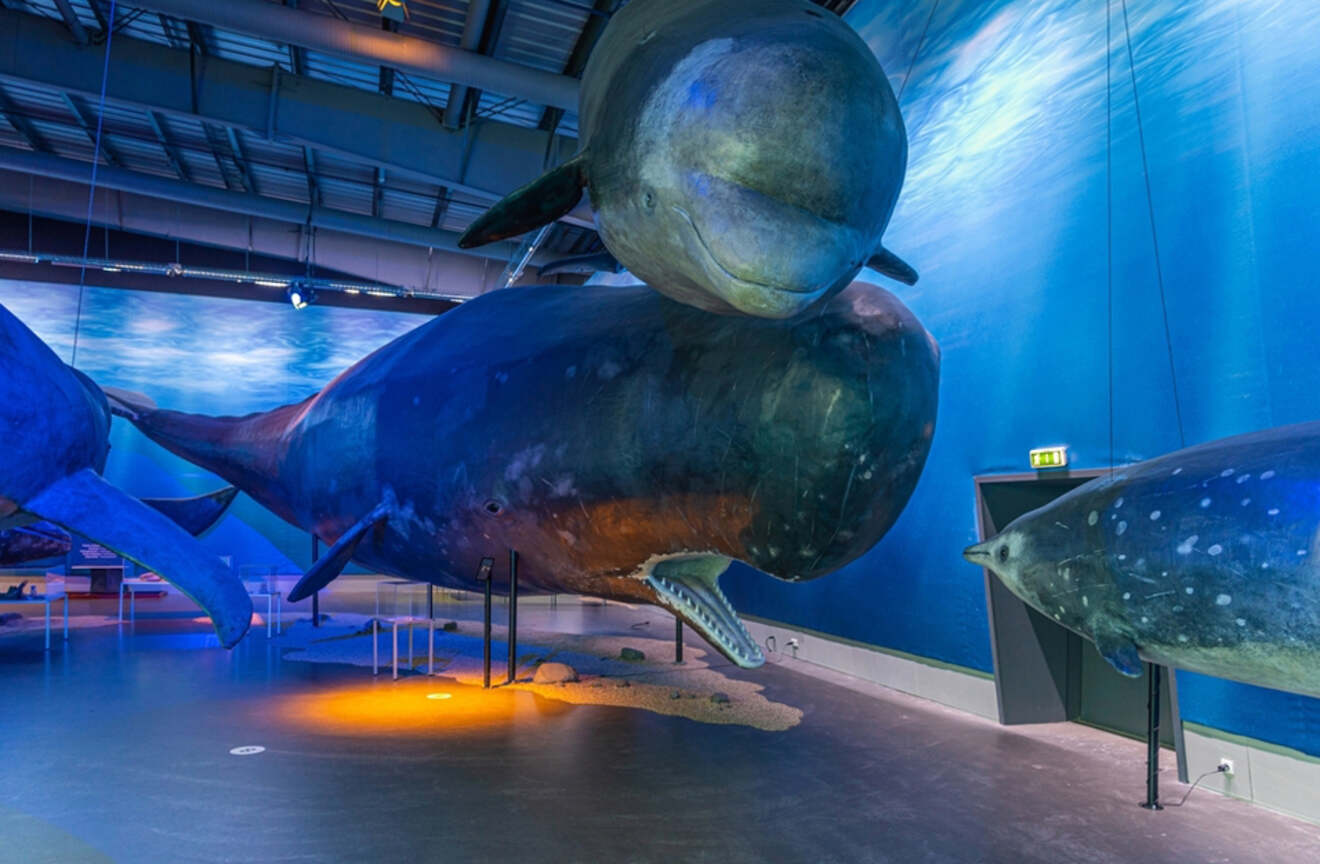 Whale exhibit in a museum