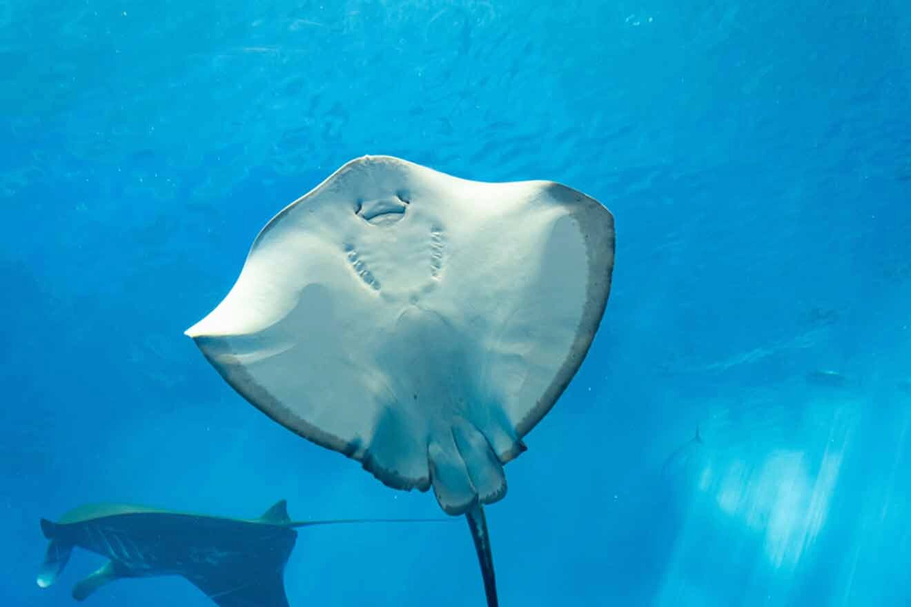 a manta ray swimming in the water