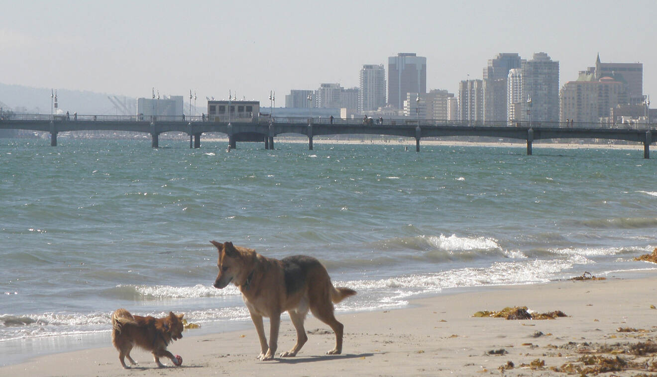 two dogs walking on the beach