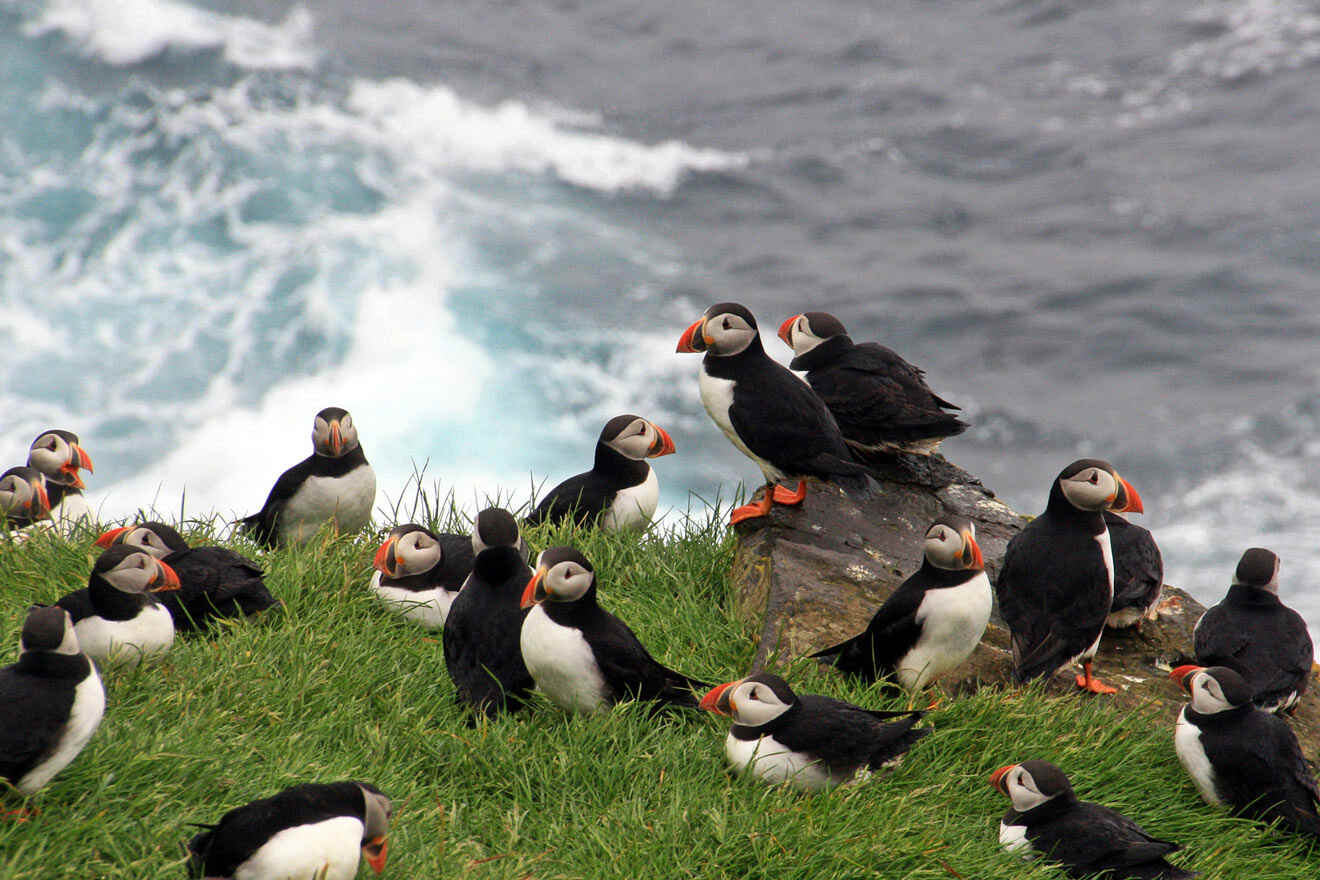 a flock of puffins birds sitting on top of a lush green hillside