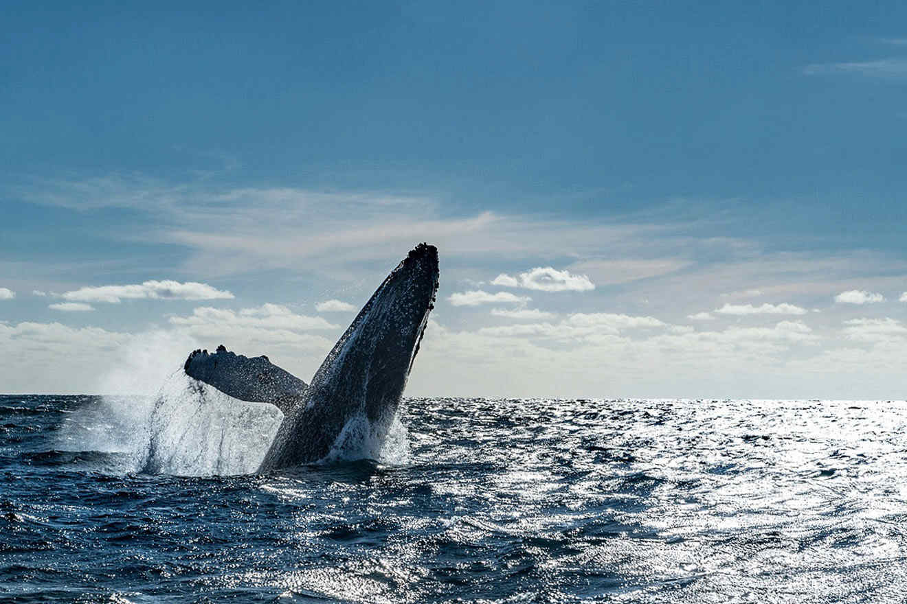 whale's head