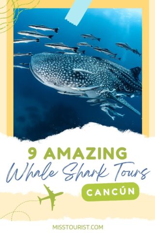 A whale shark swimming among fish