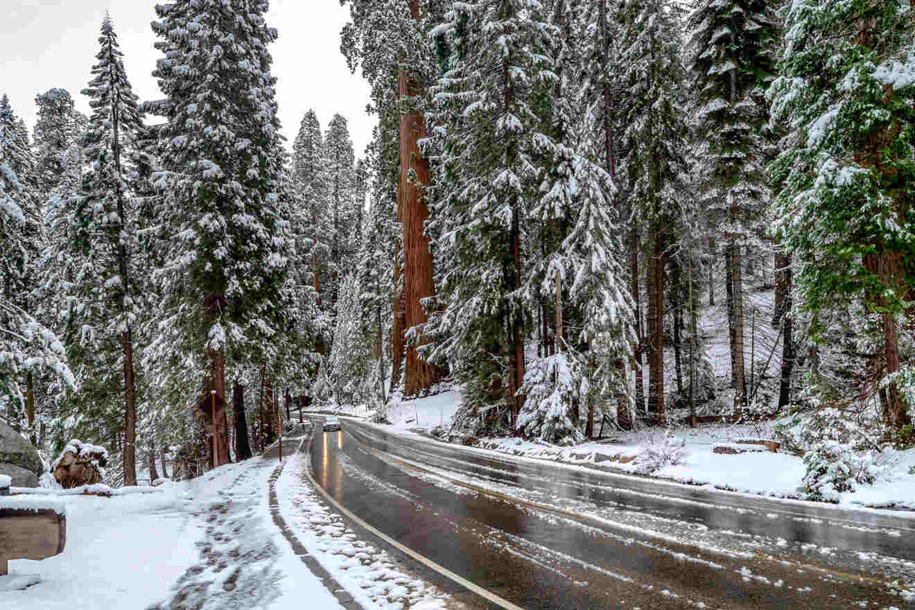 Giant Sequoia trees near the road at Sequoia National Park during winter