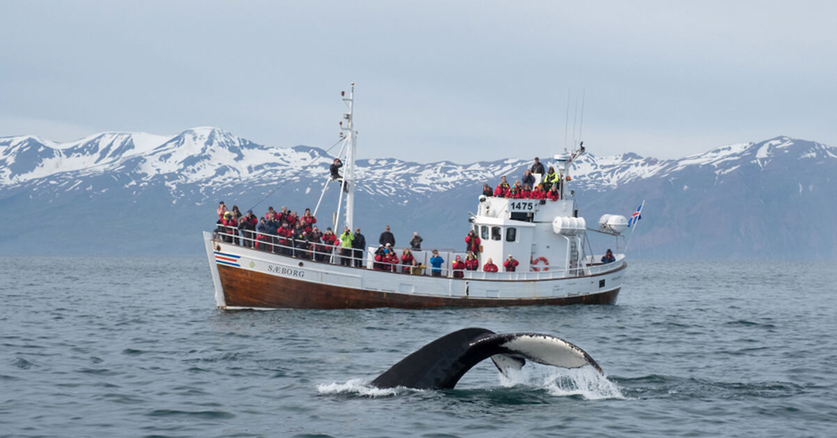 whale watching tour iceland price