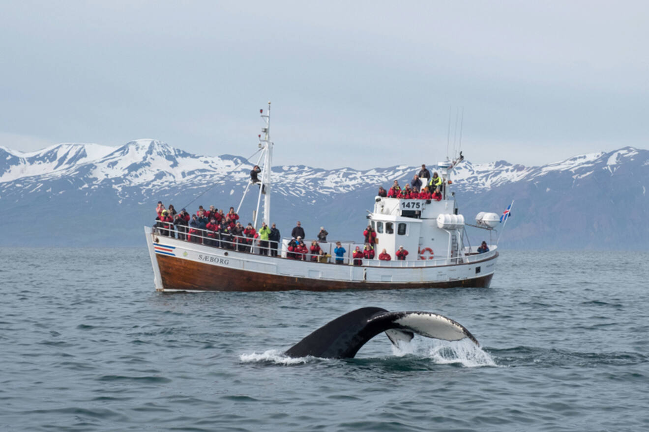 People on a ship watching a whale