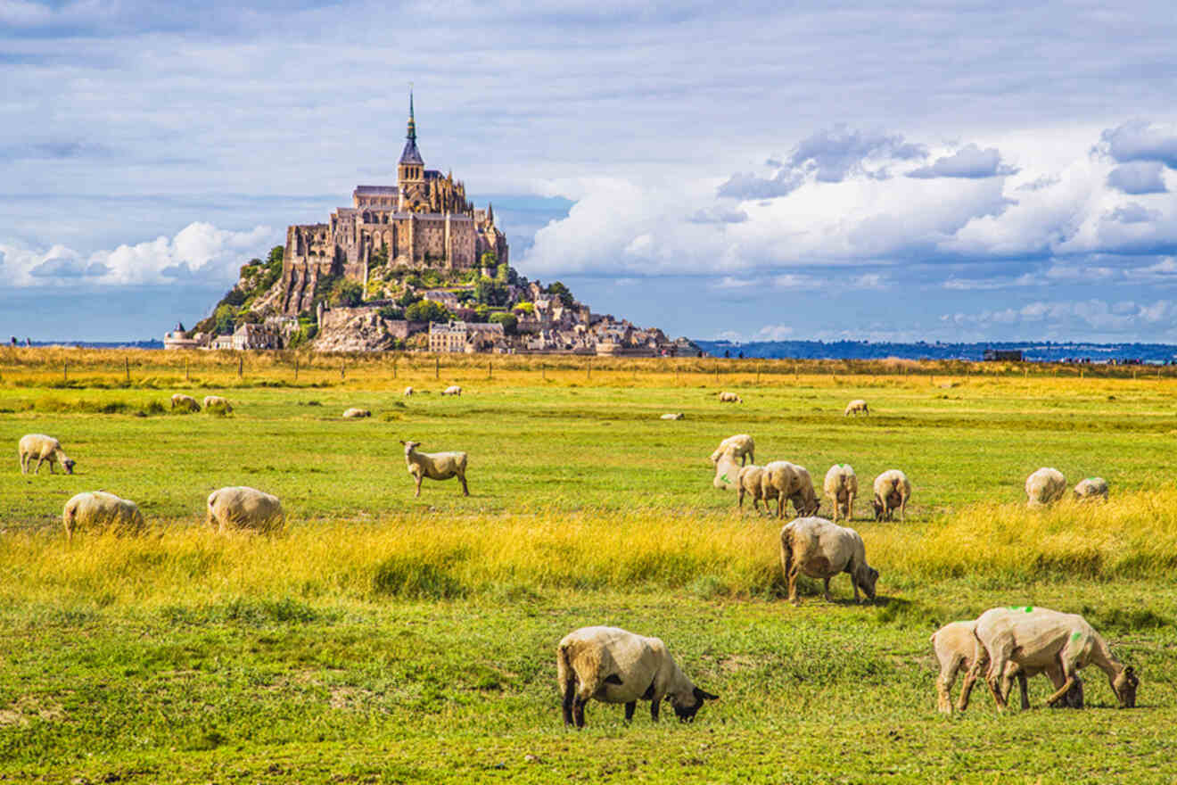 View of sheep in the field with a castle in the background 