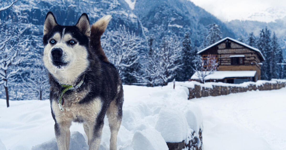 12 PetFriendly Hotels in Canmore → From Luxury to Budget