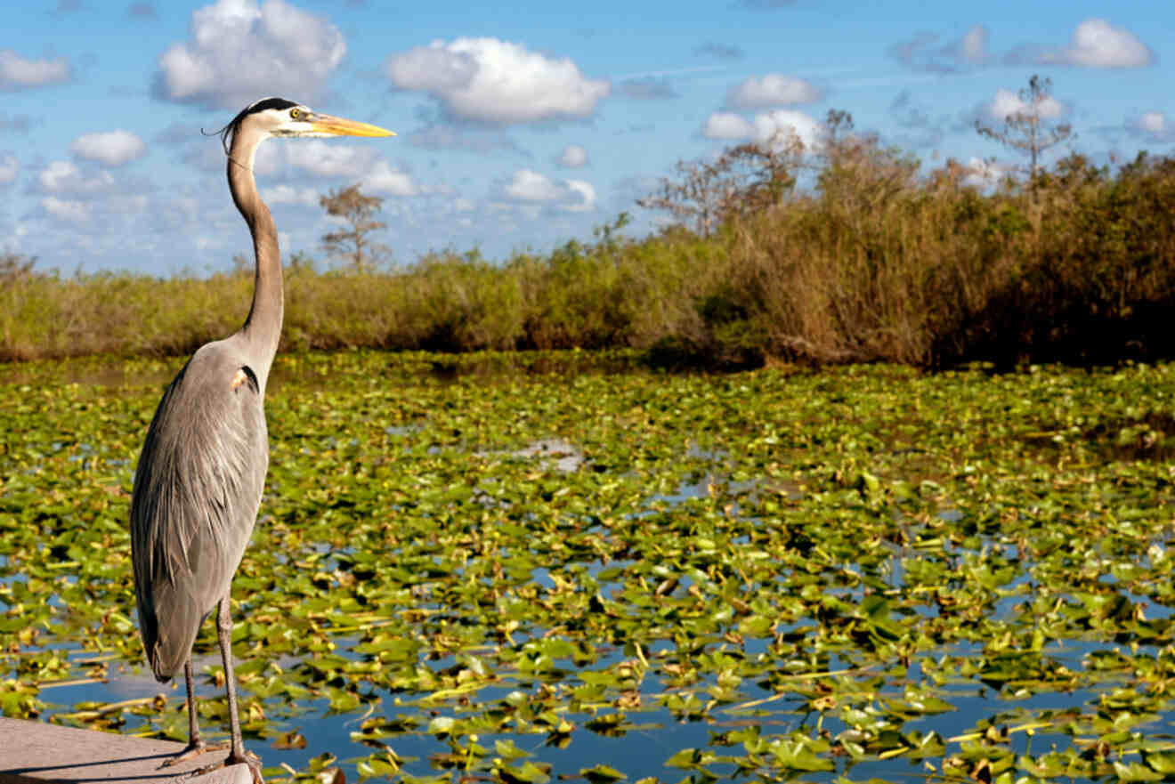 A bird in Everglades National Park