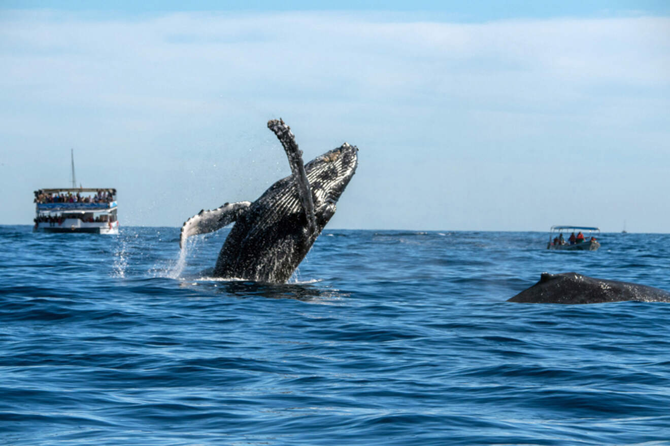a humpback whale jumps out of the water