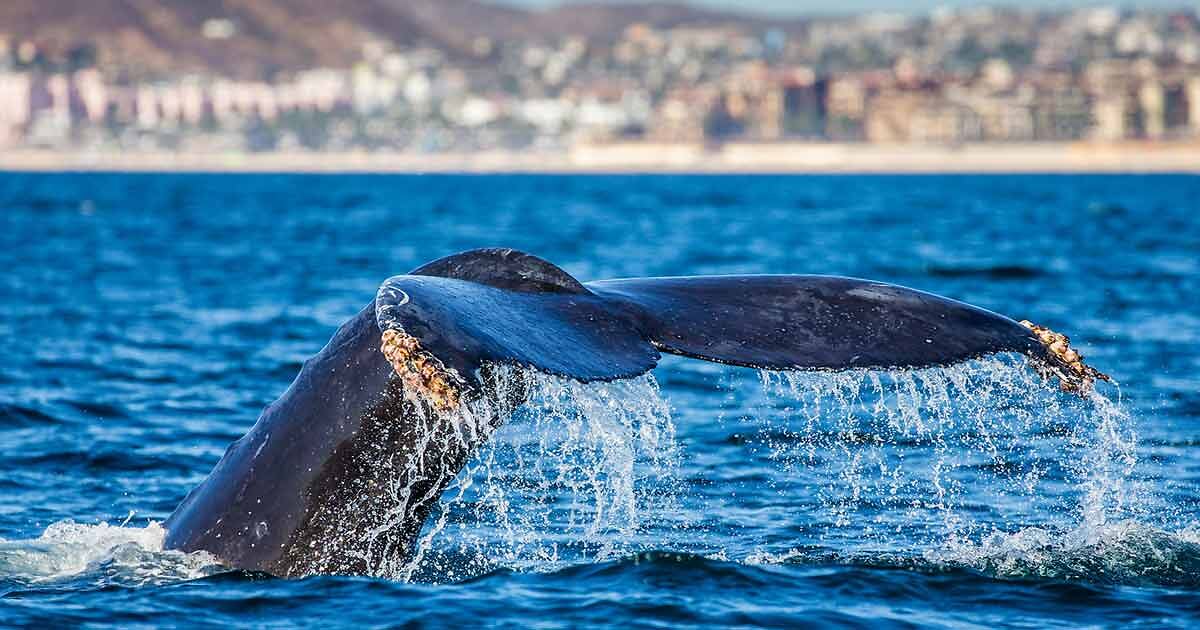 Best Santa Monica Tours ️ 8 Options ( Prices!)