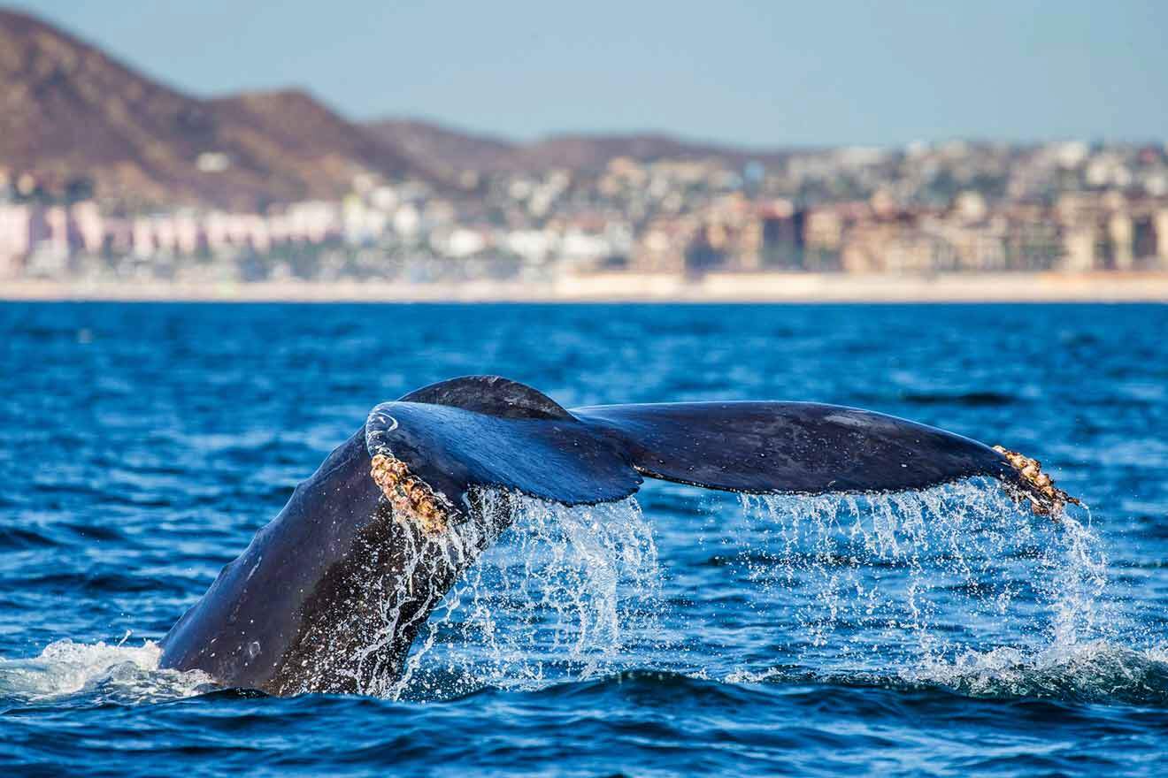 a whale tail flips out of the water