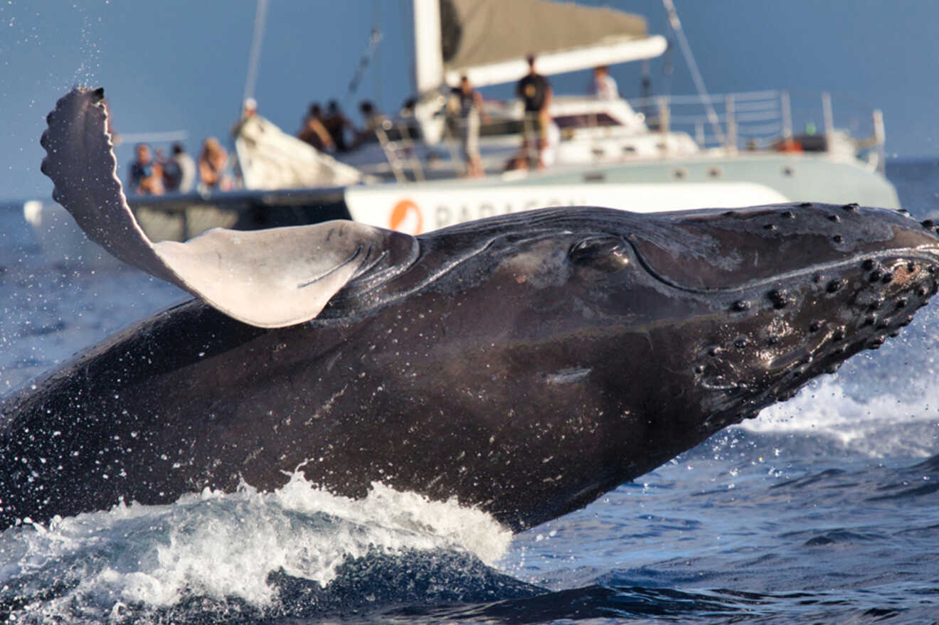 boat full of tourists watching a whale