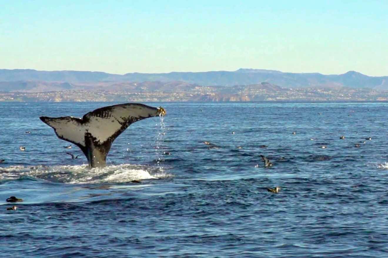 a whale tail flips out of the water