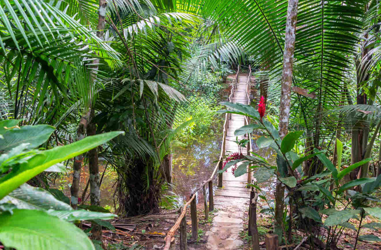 A wooden boardwalk in the jungle