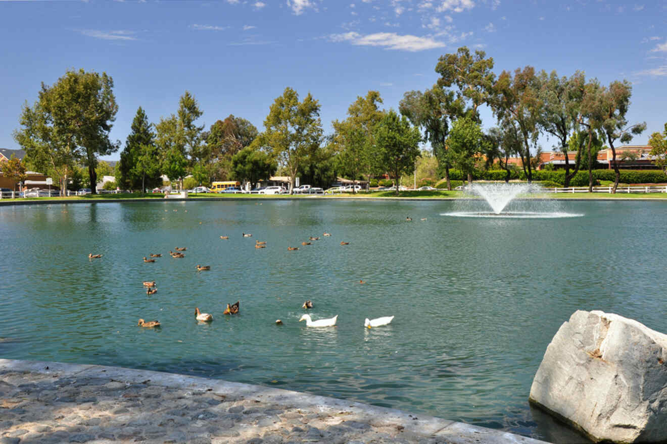 pond with ducks and trees in the background