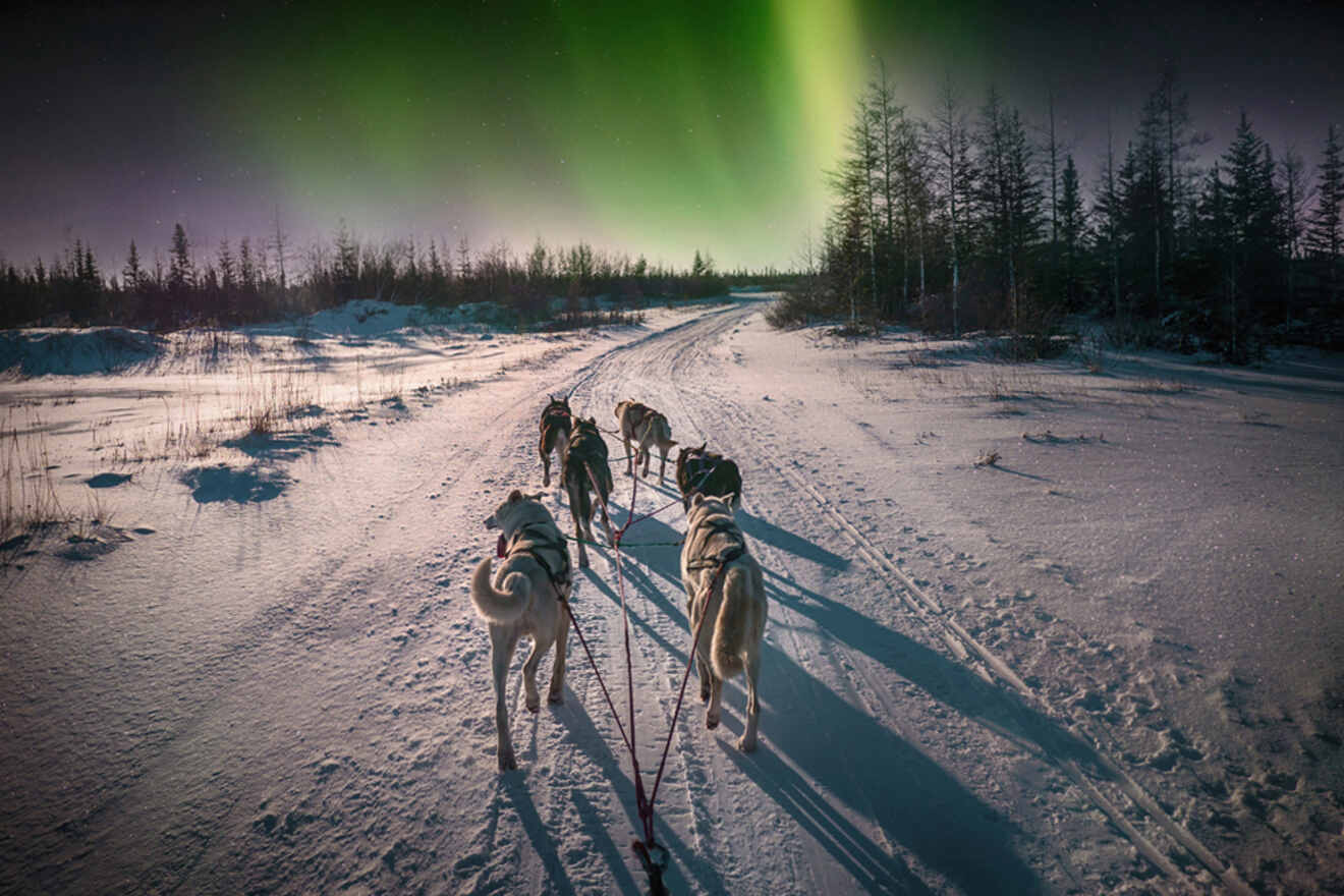 huskies pulling a sled with the northern lights on the sky