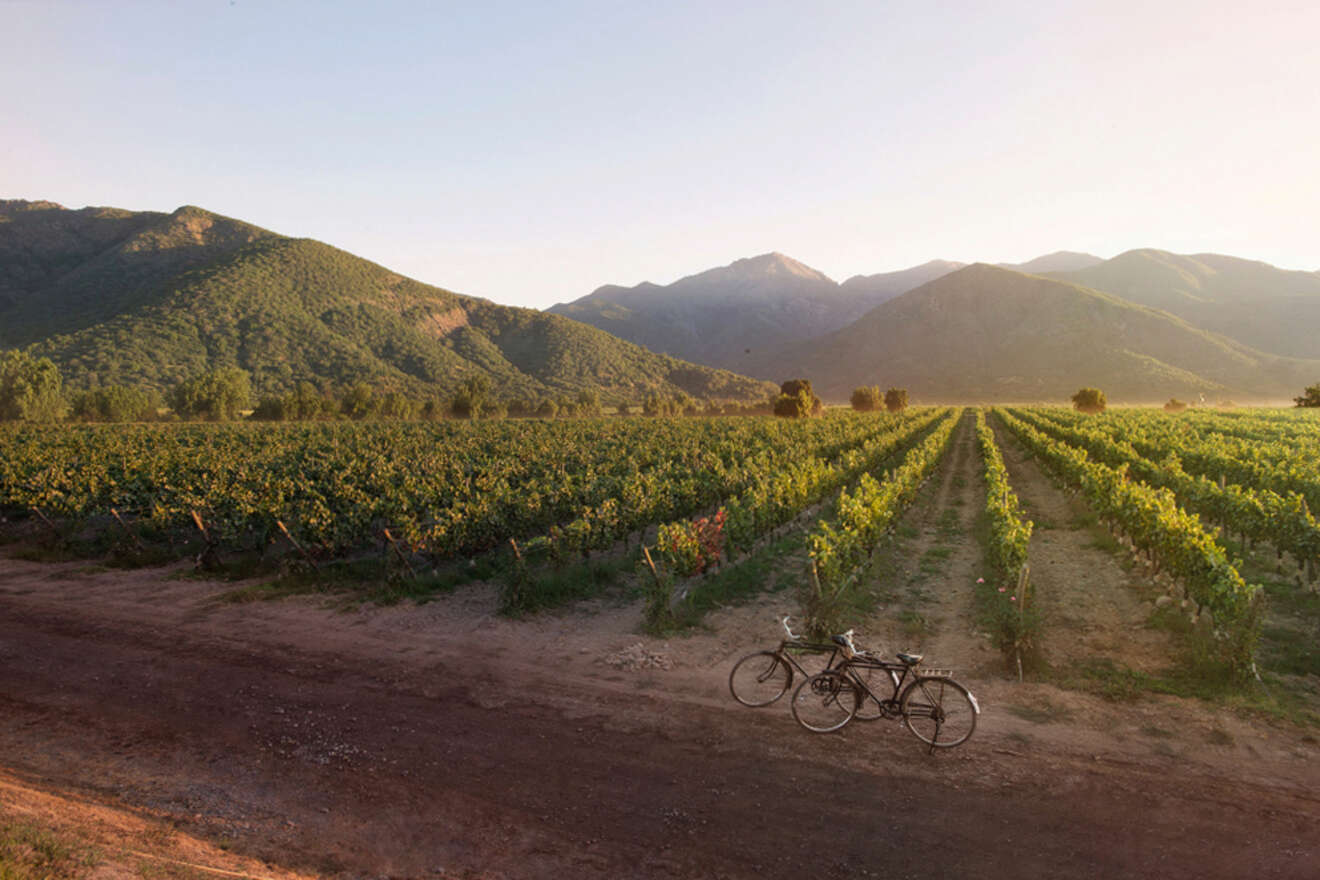 parked bikes next to a vineyard