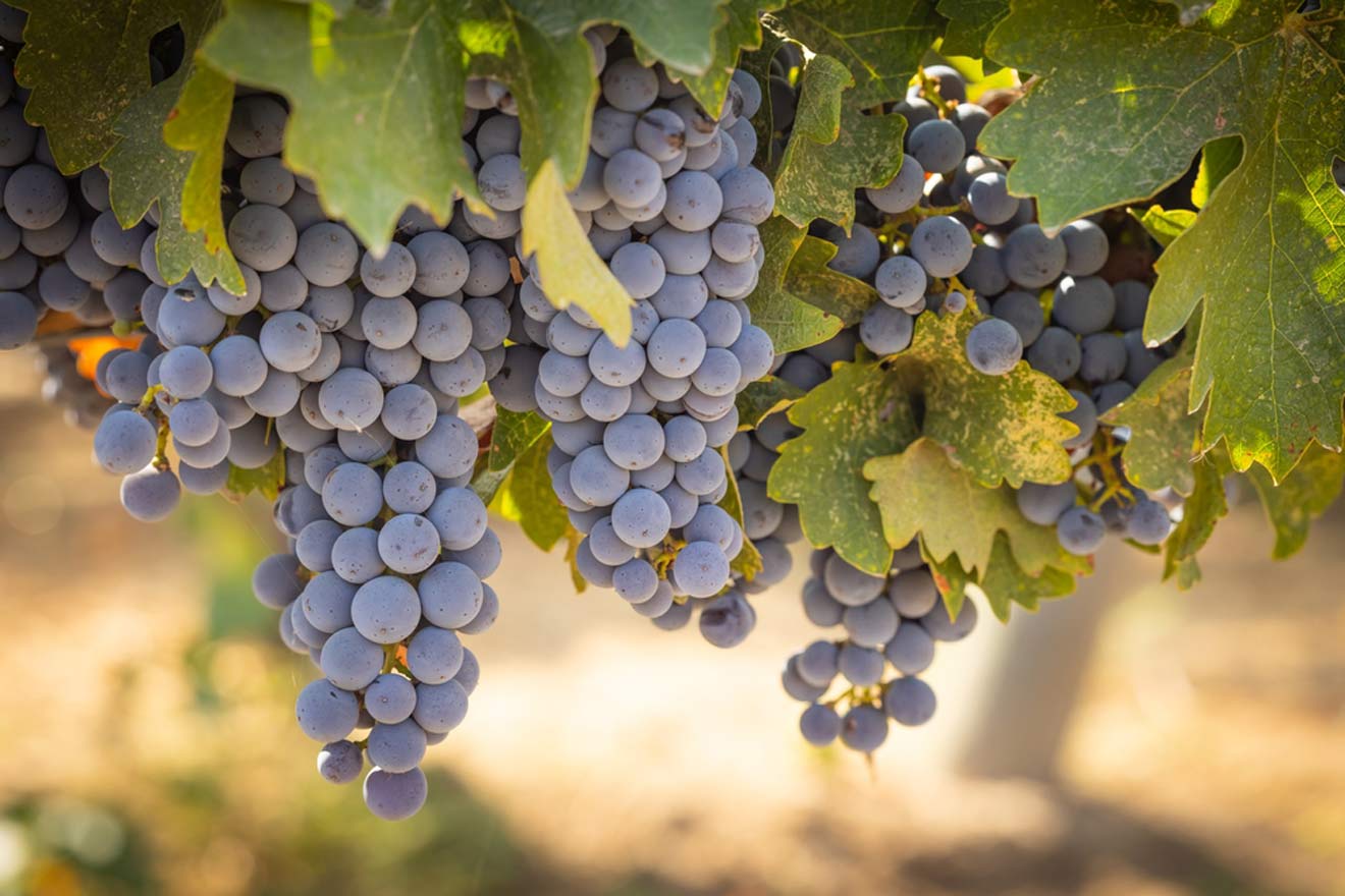 a bunch of grapes hanging from a vine