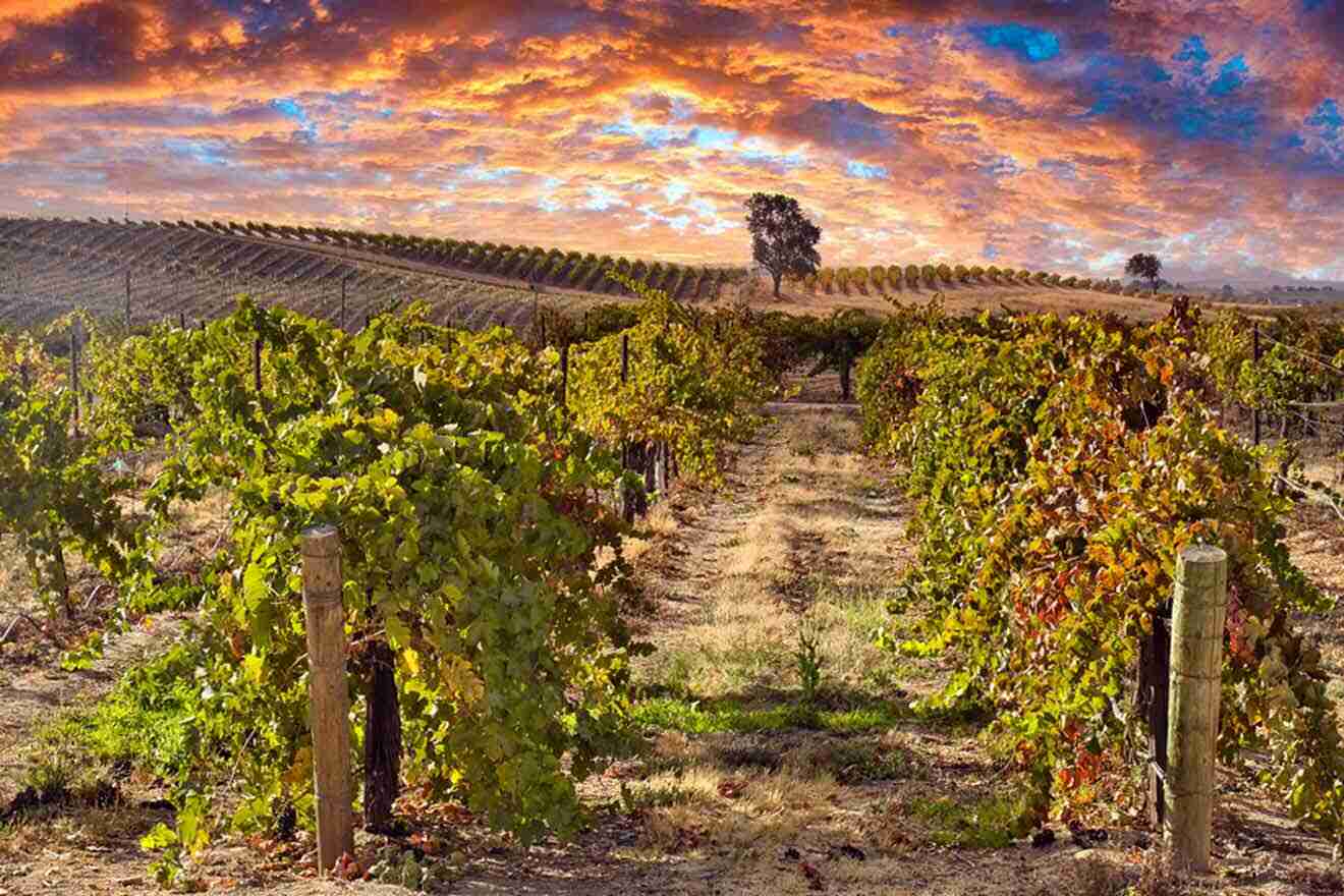 a vineyard with vines in the foreground and a colorful sky in the background
