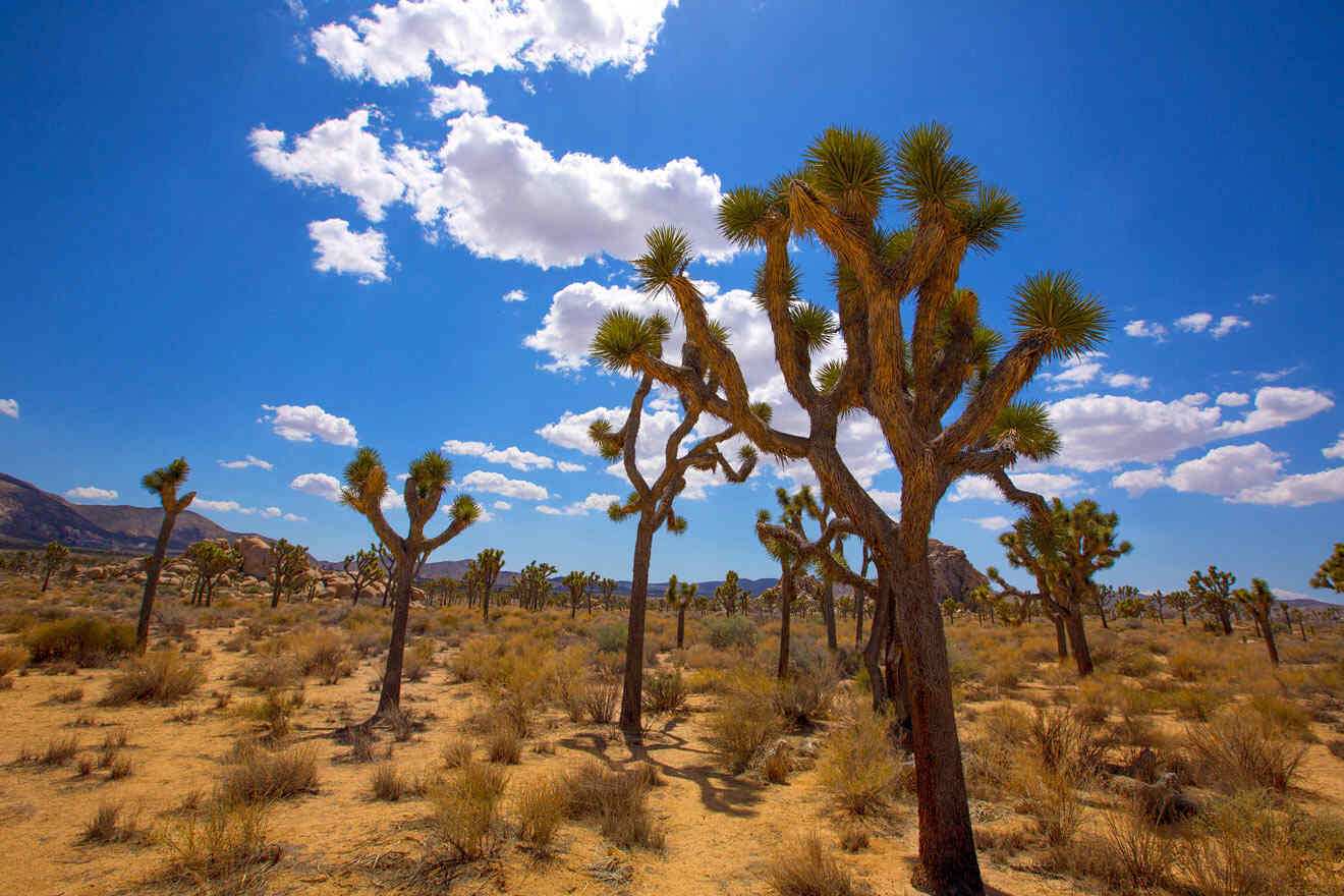 a large group of trees in the desert