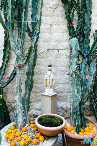 a cactus garden with oranges and cacti