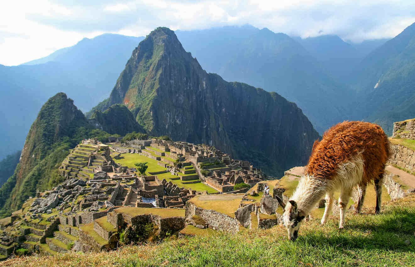 View of a llama and Machu Picchu ancient city in the background