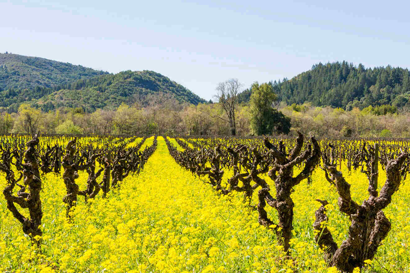 a field full of yellow flowers with mountains in the background