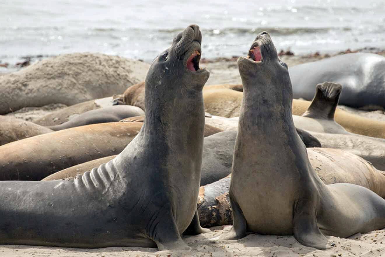 a group of northern elephant seals laying on top of a sandy beach