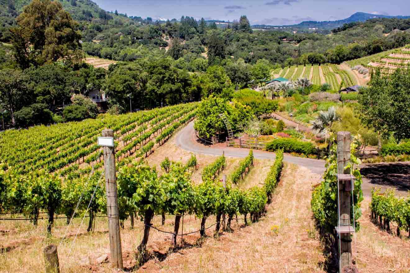 a road winding through a lush green vineyard