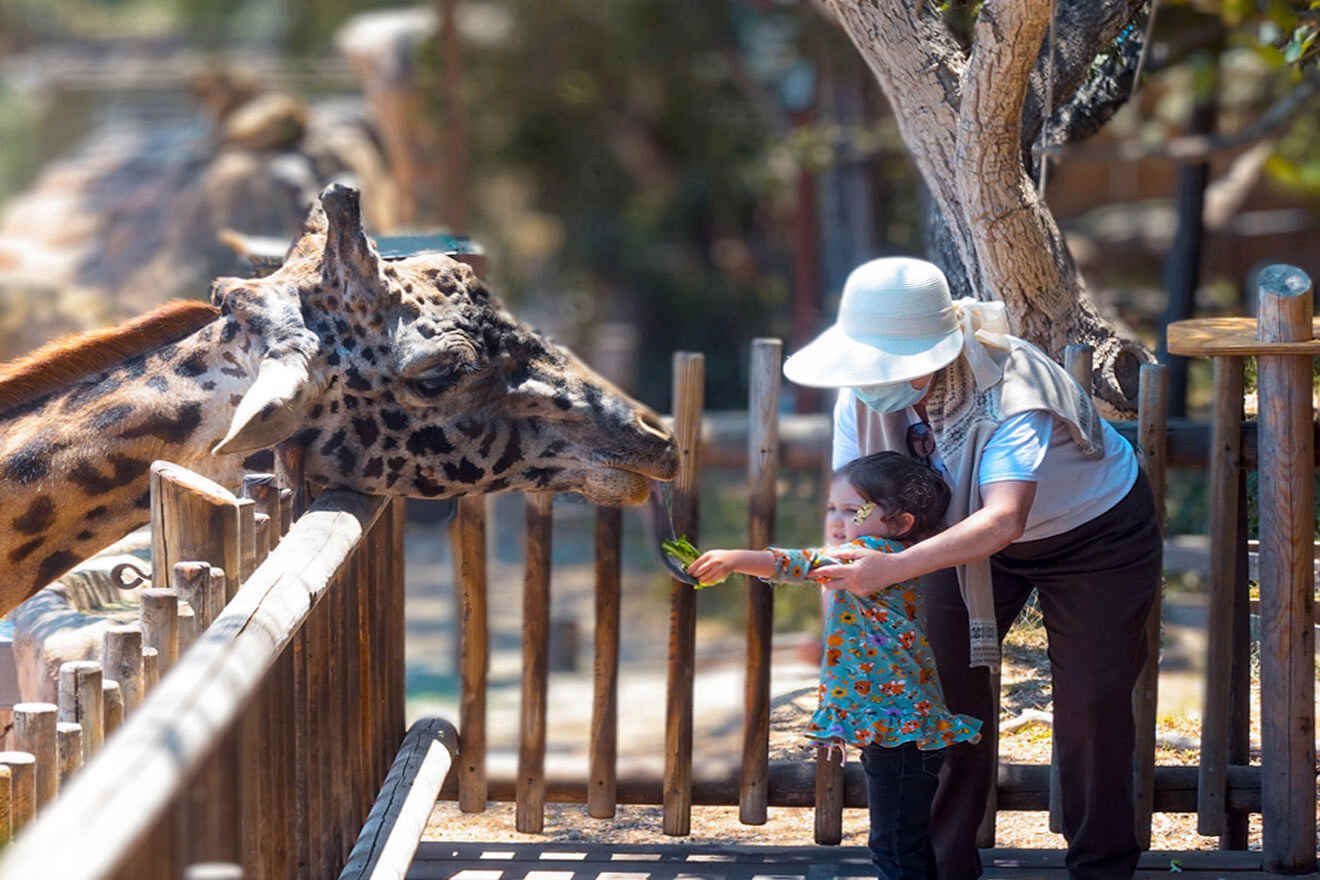 a woman and a child feeding giraffes at a zoo