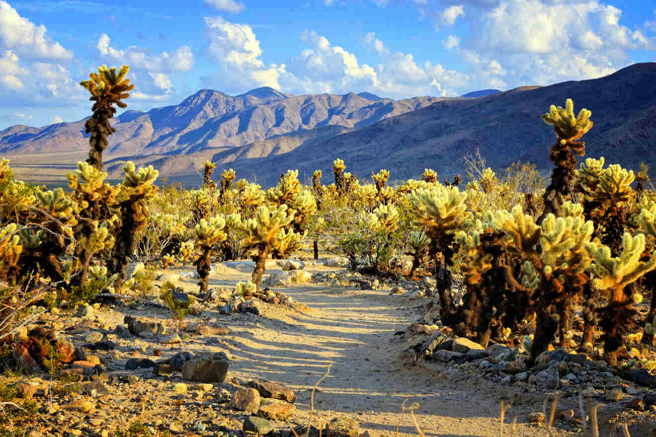 a dirt road surrounded by cacti and mountains