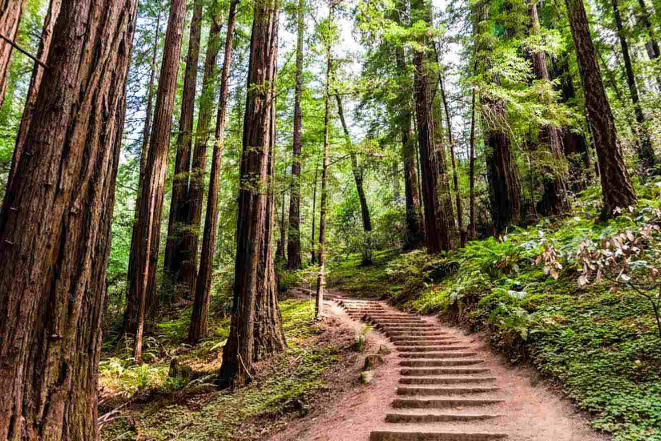 a set of steps in the middle of a forest