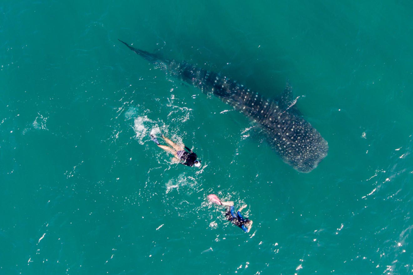 two people swimming with a whale shark in the ocean