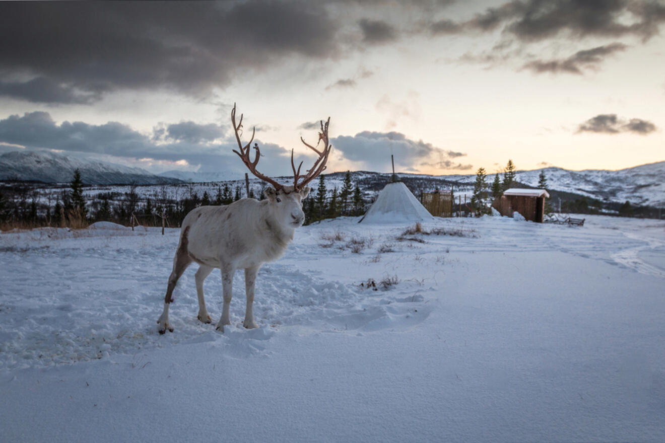 a reindeer on a snowy field with trees and tents in the background