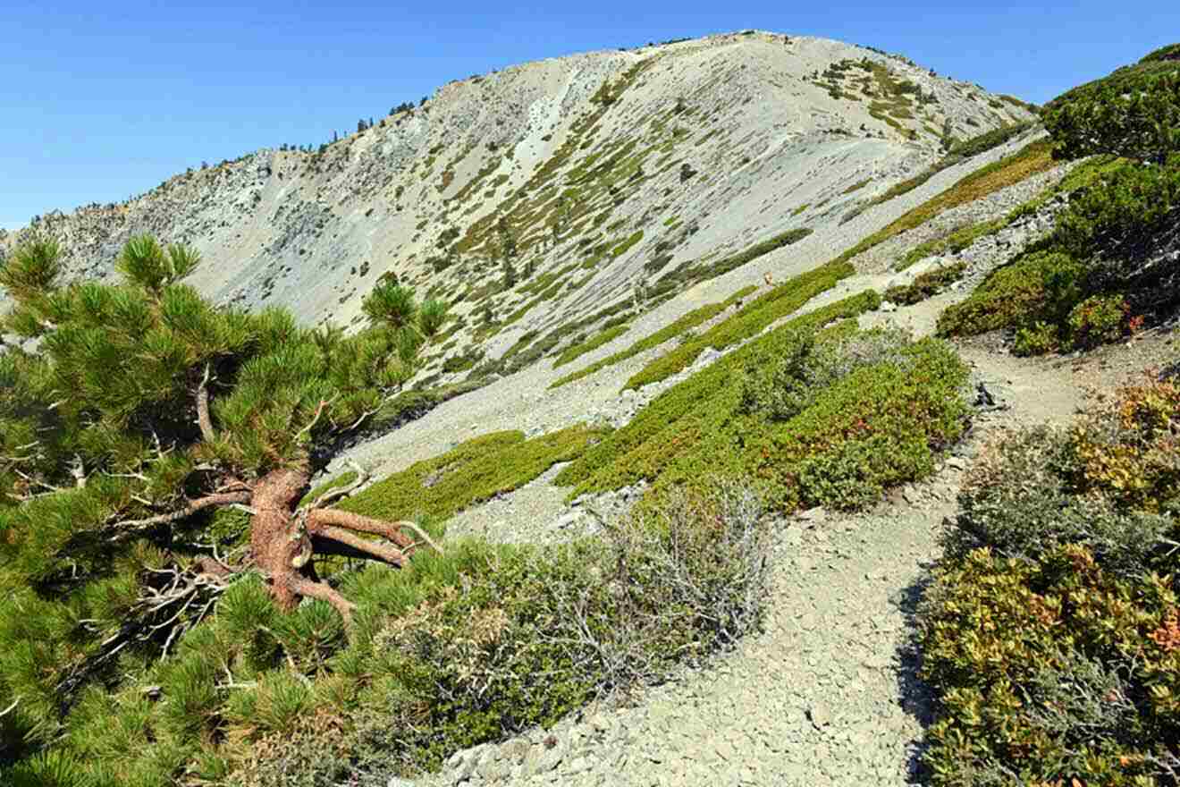 a tree growing on the side of a mountain