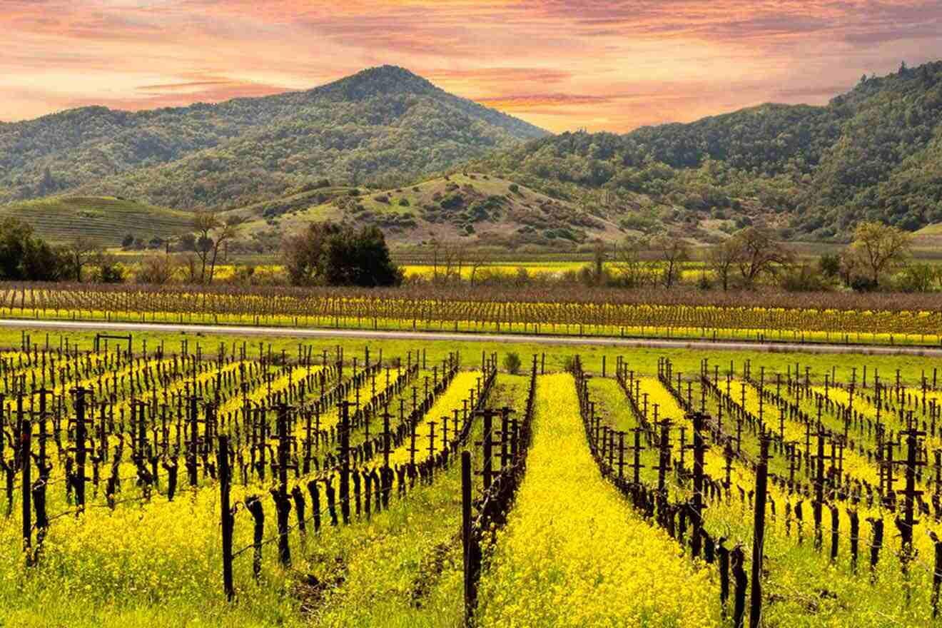 a field of yellow flowers and grapevines with mountains in the background