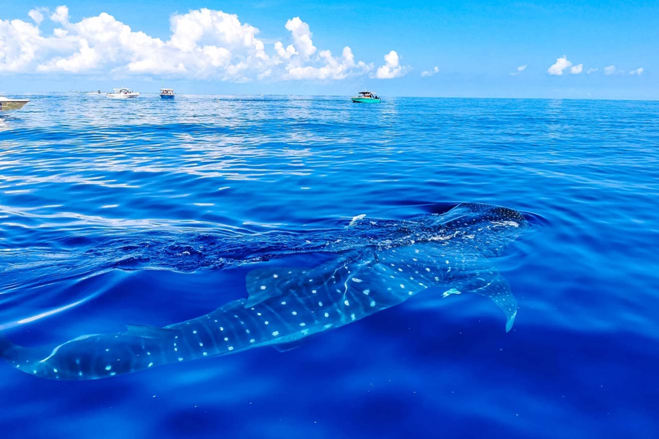 best whale shark tours cancun