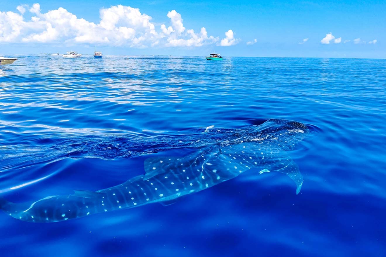 a whale shark swimming in the ocean with a boat in the background