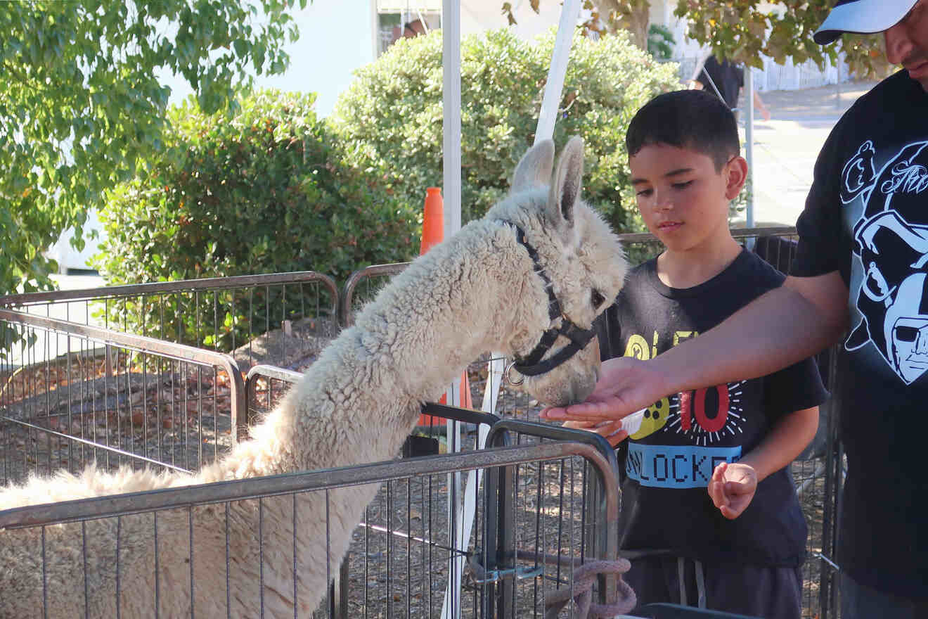 kid with father feeding an alpaca