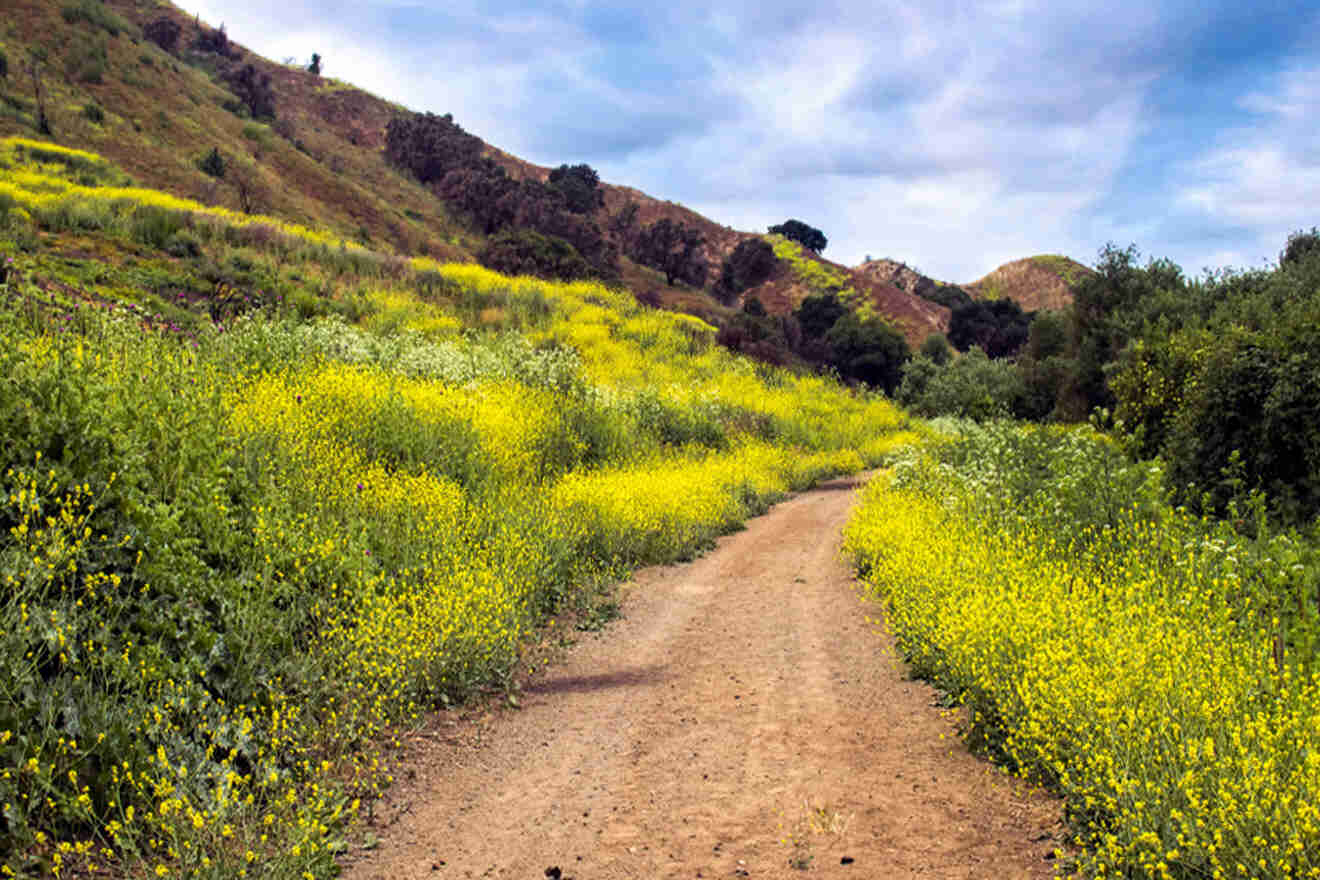 a dirt road surrounded by yellow flowers and trees