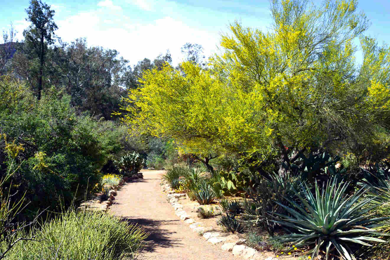 a dirt path surrounded by plants and trees