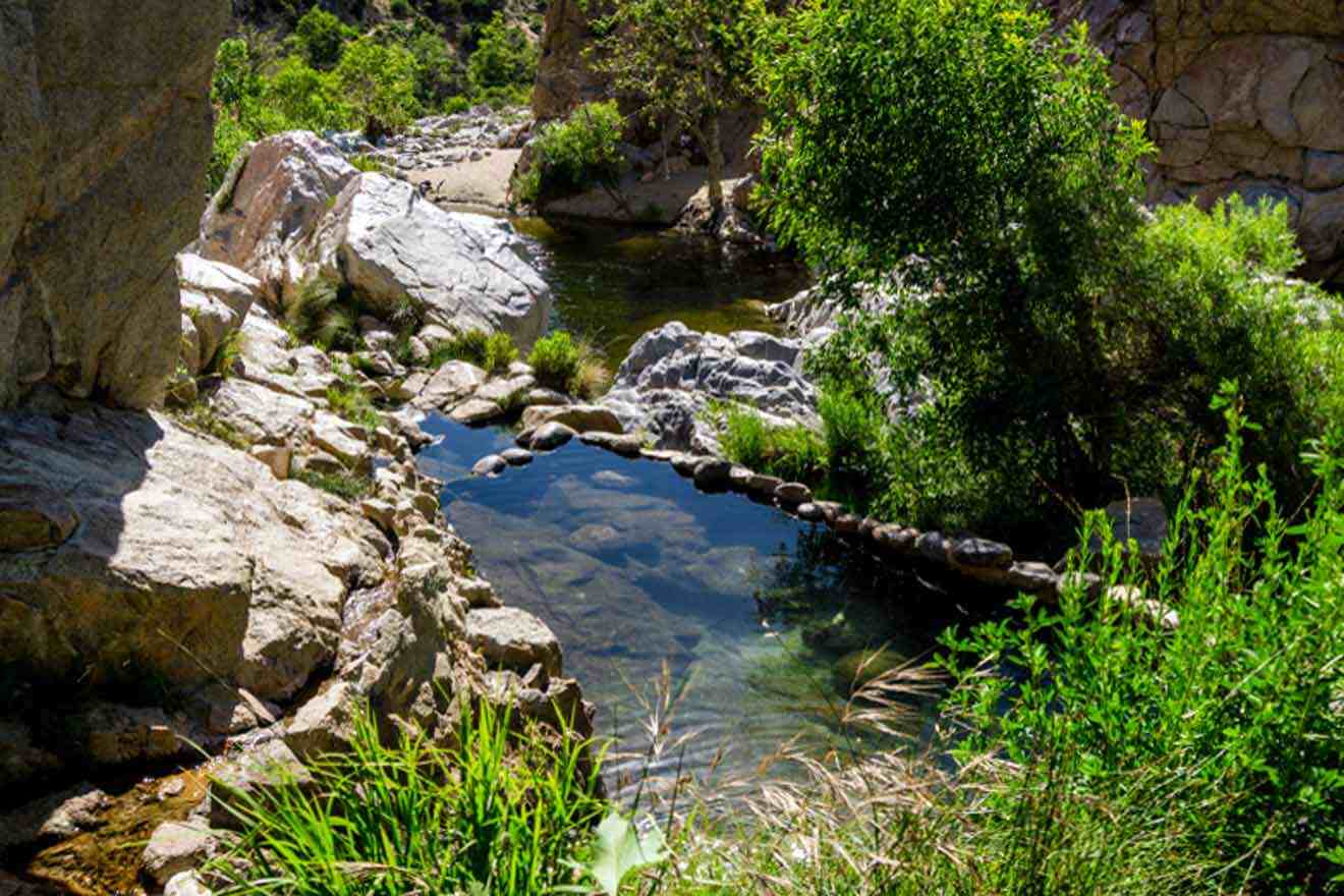 a stream running through a lush green forest